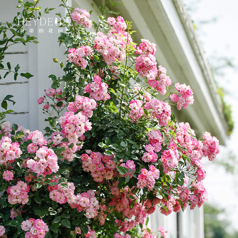 盆栽素心红梅绿梅海棠四季耐寒易活