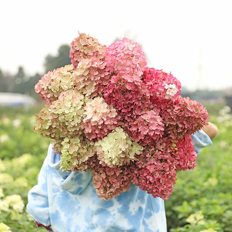 海蒂花园香草草莓圆锥绣球耐晒耐寒灌木室外花卉