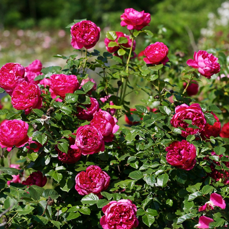 海蒂花园蔻丹直立月季多季开花勤花抗病耐热月季