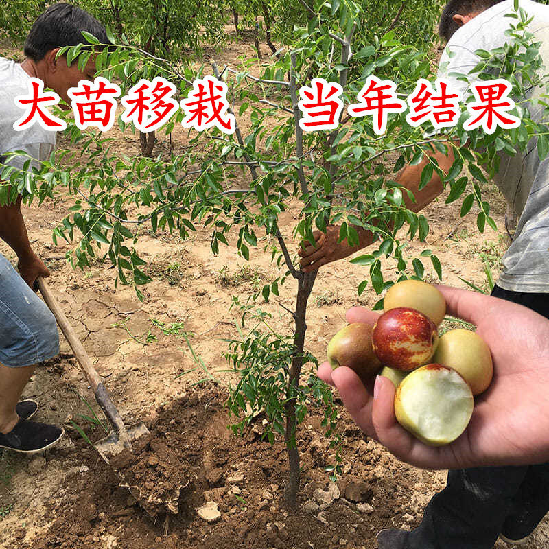 树苗枣树嫁接特大沾化冬枣果树南北方庭院院地果树