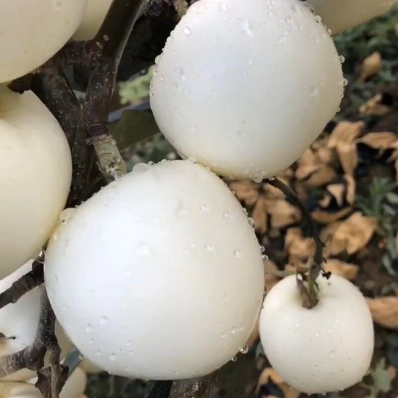苹果树苹果罕见白牛奶牛奶新品种稀有昂贵白苹果果树果树