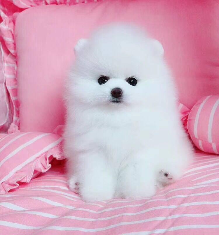美俊俊美茶杯博美小体活体狗狗宠物袖珍犬博狗狗