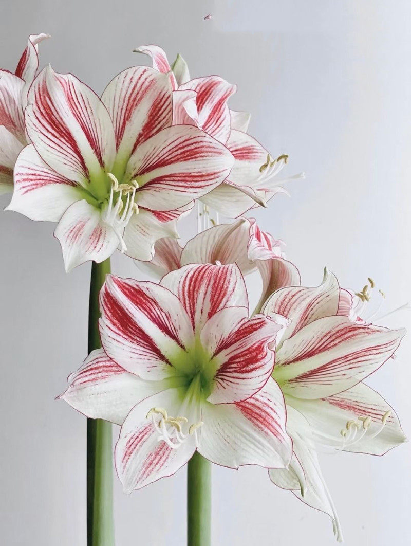 油画童话朱顶红大花朵鲜艳亭亭玉立家庭插花云南鲜花速递同城