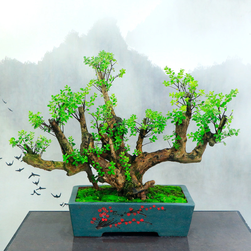 一物一拍老树树桩小叶赤楠盆景客厅办公室风水绿植