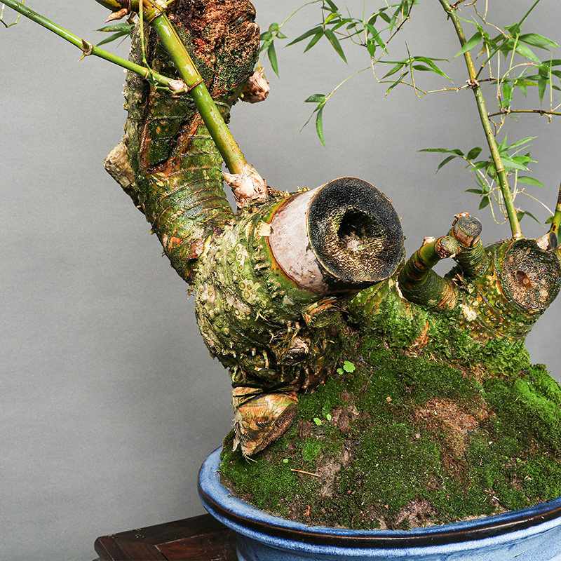 一物一拍st0175小叶簕竹盆景室内老桩盆栽阳台绿植