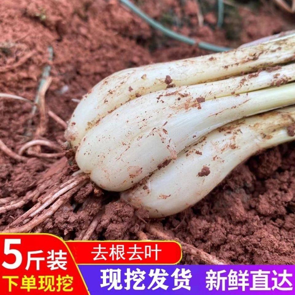 藠头新鲜江西茭头农家自种生荞头头大教头蔬菜其它