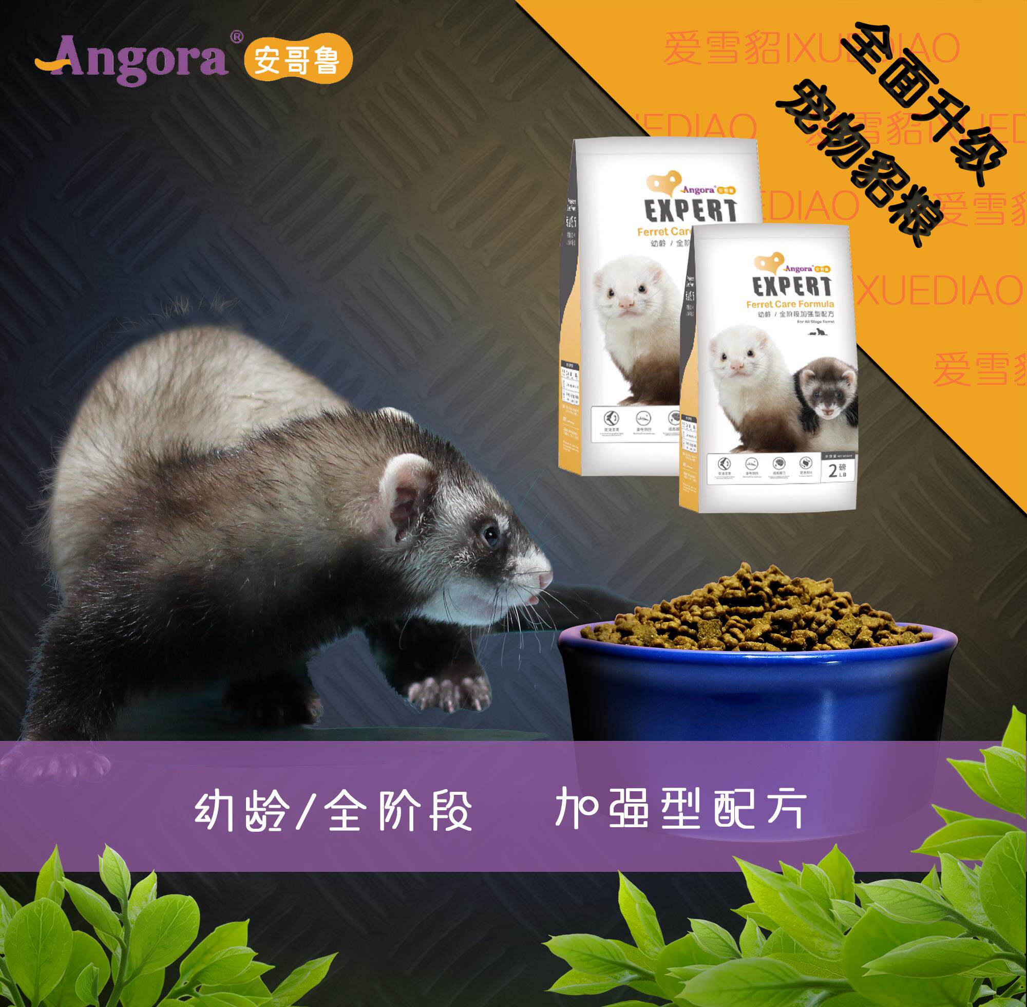 包邮幼年貂粮2磅全年年龄宠物雪貂安格鲁雪儿宠物貂