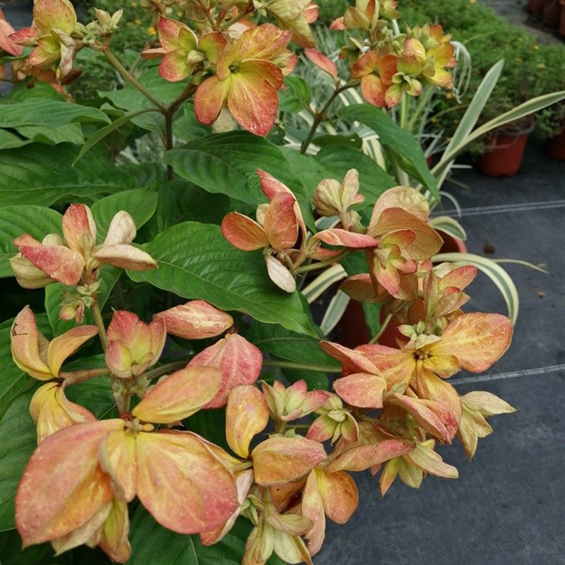 金花花粉花卉高档大型白玉红叶盆栽纸扇叶金花时令草本花卉