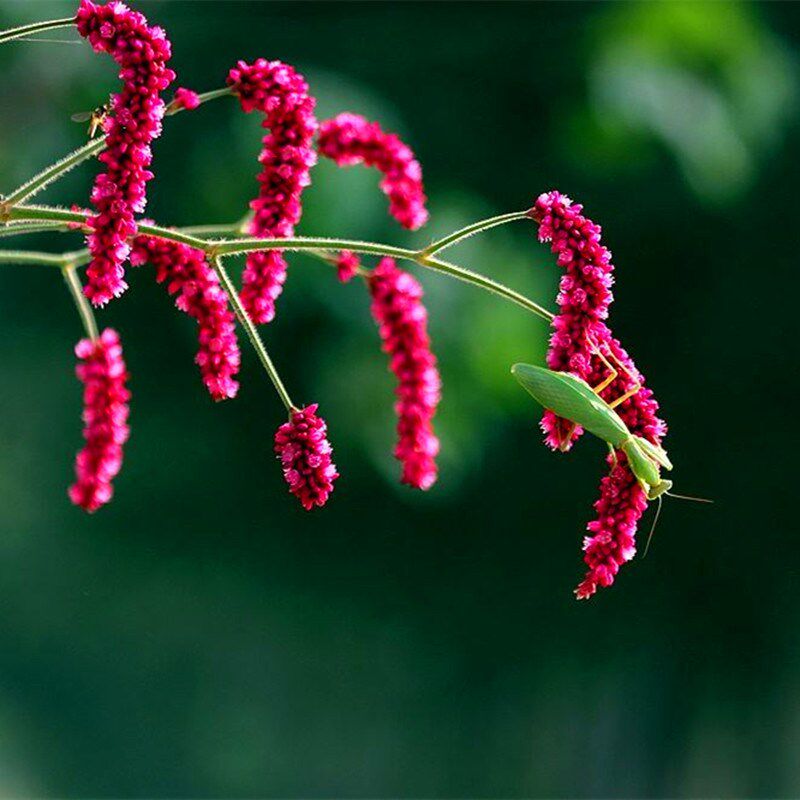 种子红蓼东北红草中草药植物东方蓼籽大红新奇观赏家庭园艺种子