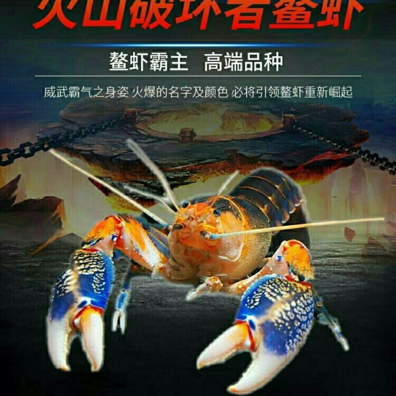 观赏虾鳌印尼火山破坏者天空蓝魔淡水活体水族虾