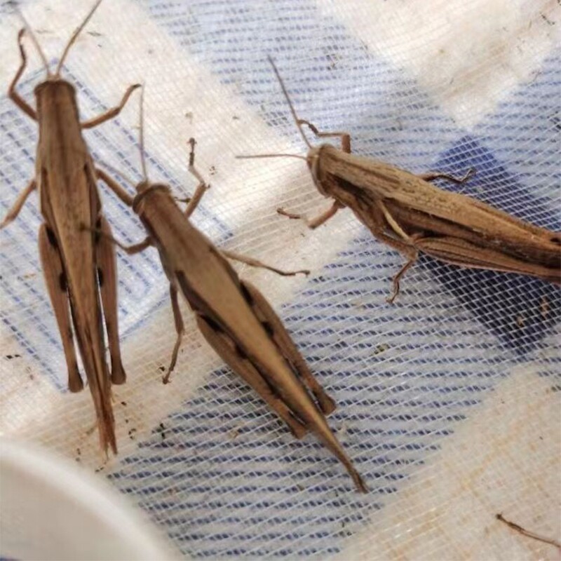 活体丁蜢虰蜢花腿耐养提性长膘增强体质耐力爬虫