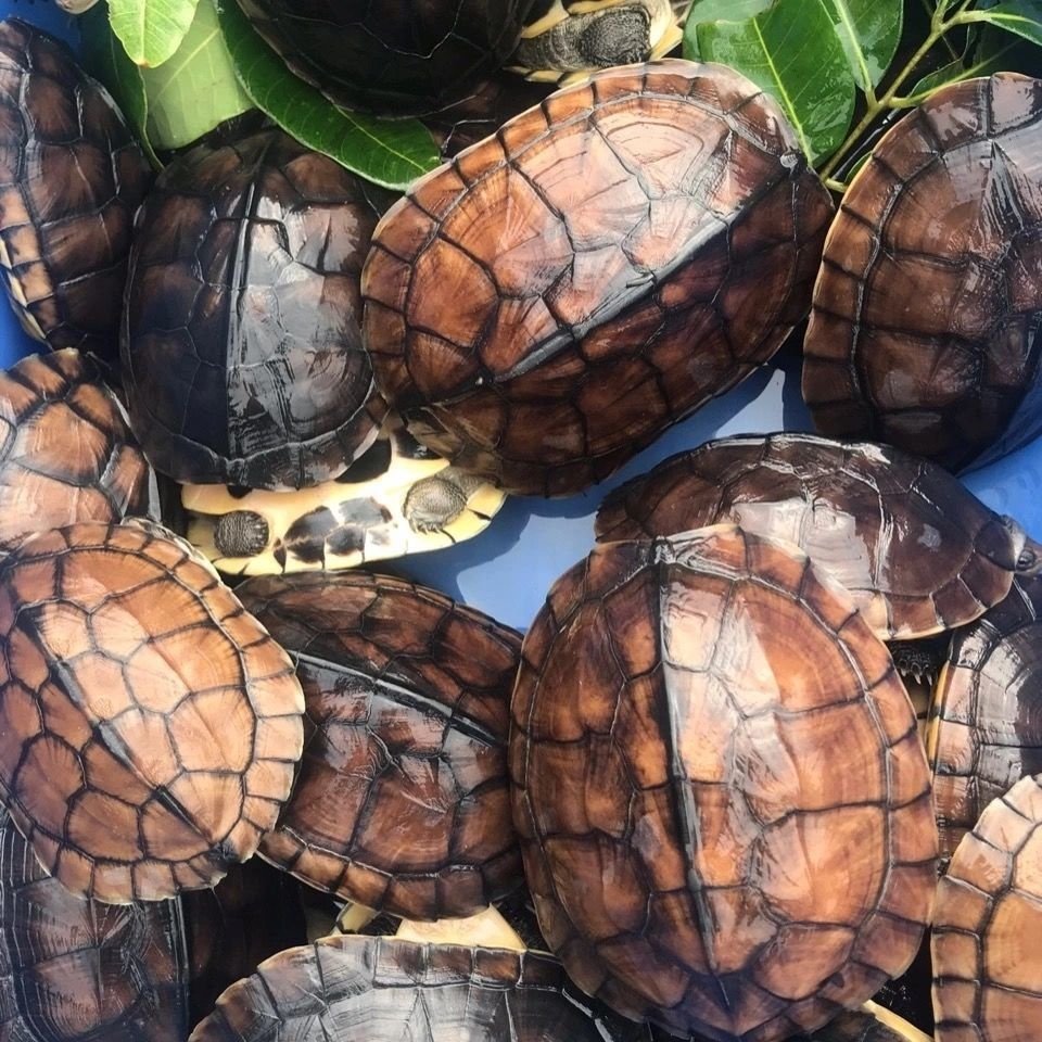 金钱幼龟活龟纯种纯正正南石金钱正宗金线长寿龟