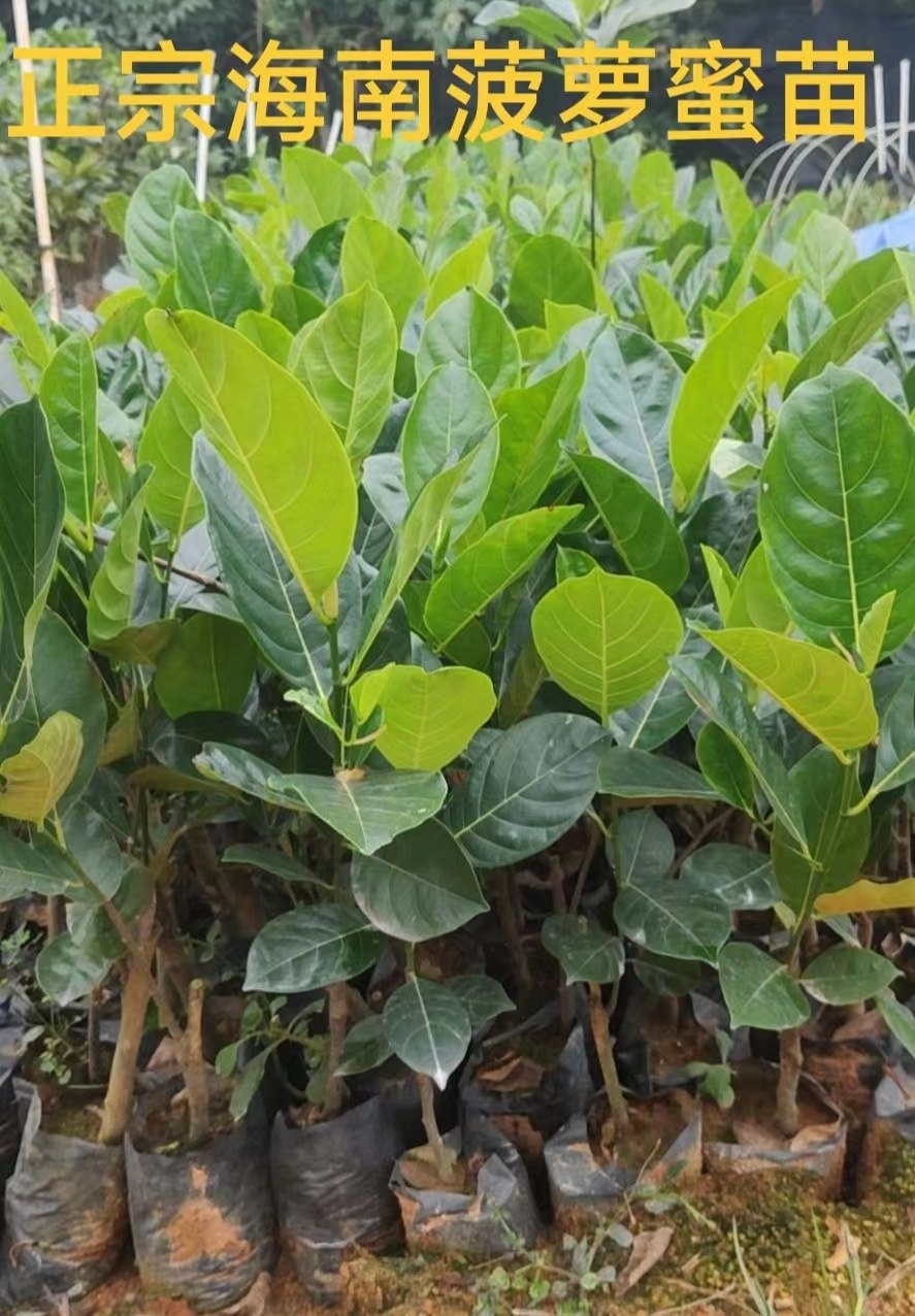 树苗菠萝蜜海南黄肉红肉红菠萝菠萝树袋苗嫁接四季果树