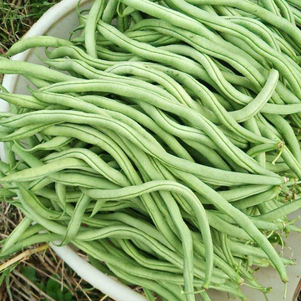 当季豆角无丝整箱无筋10斤特惠四季新鲜云南其它