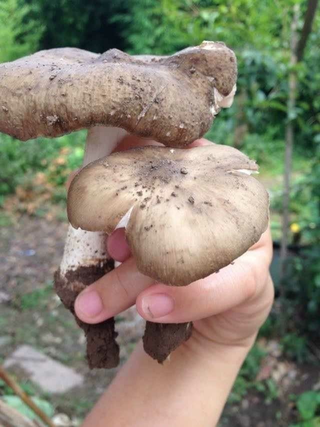 室产鸡枞b种子鸡枞菌子种鸡菌菌种植高内野生鸡枞菌