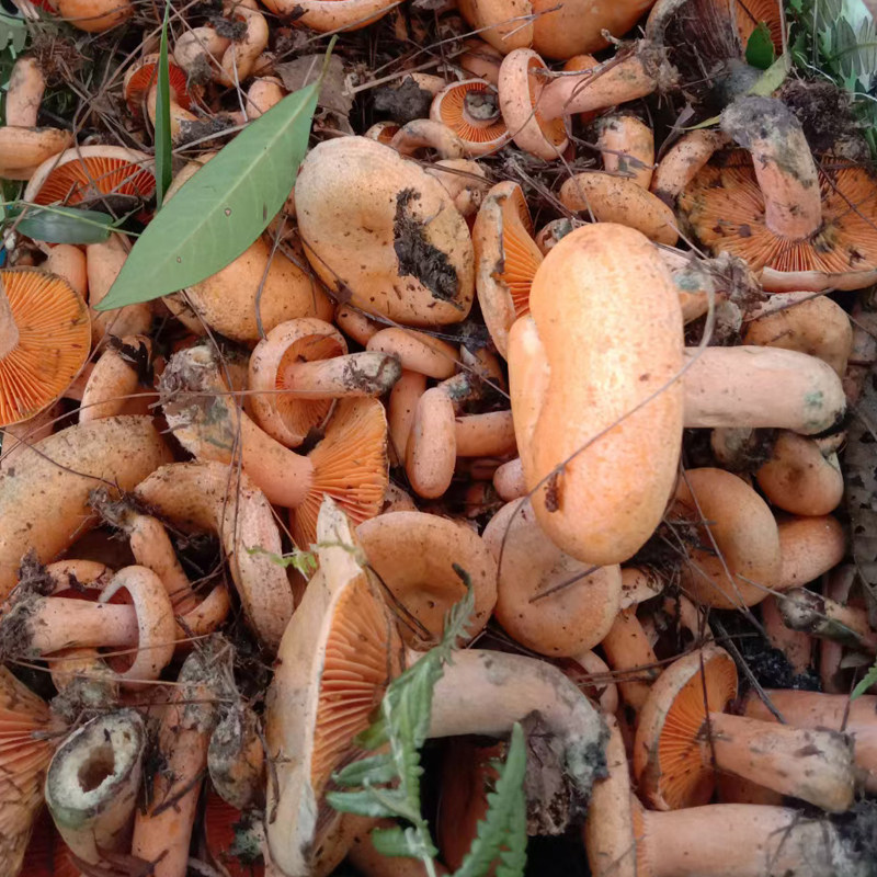 新鲜乌黄枞菌枞毛松树菌奶浆菌贵州深山山野新鲜松茸