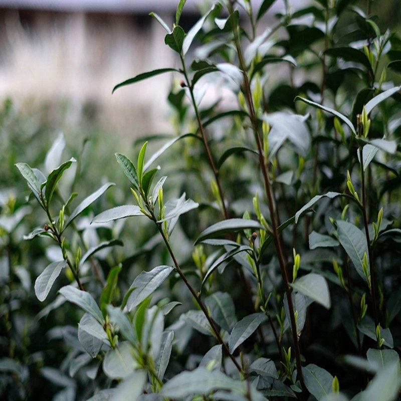 桐城手工浓香野茶云雾高山绿茶安徽正宗小花其它绿茶