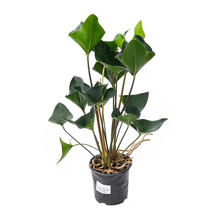 国王喜阴耐寒土培培可可水盆景绿植叶盆景植物观绿植