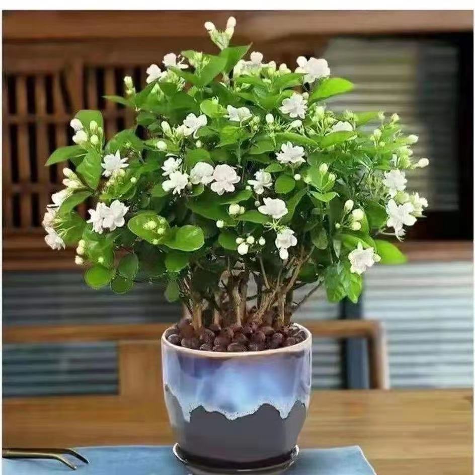 茉莉花盆栽浓香型重瓣好养室内阳台植物驱蚊