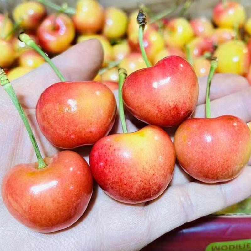 礼盒黄金大新鲜樱桃金大车厘子盒装雷尼尔4j金车大车厘子