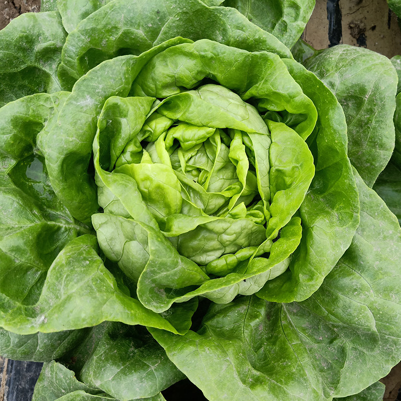 鼎丰小奶油绿散叶生菜种子沙拉菜可水培四季蔬菜种子