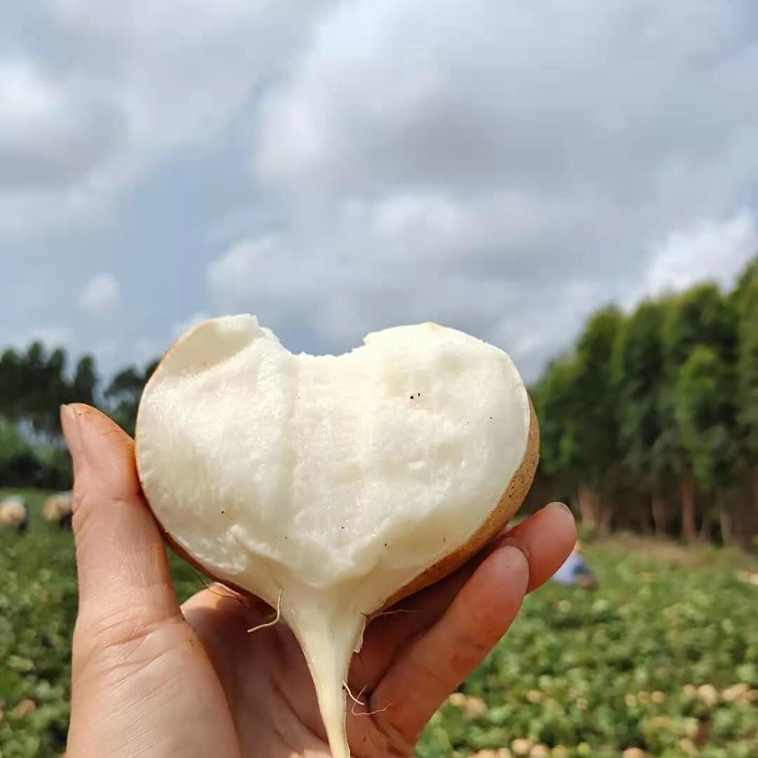 地瓜广西白地瓜应季土瓜农家自种新鲜萝卜挖地番薯