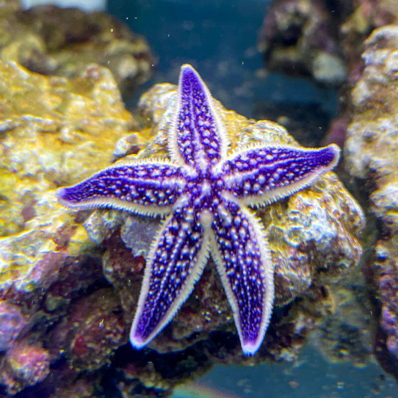 海星宠物活体包邮海水鱼缸迷你海洋生物观赏翻砂其它水族宠物