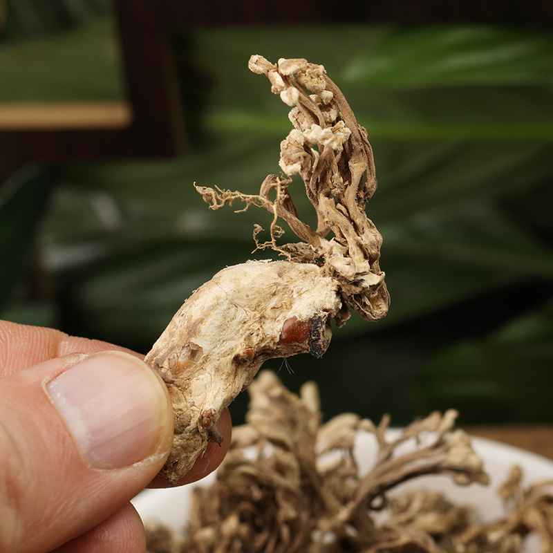 蝉花花蝉土蝉金蚕花虫草中药材新货知了金蝉野生金蝉花