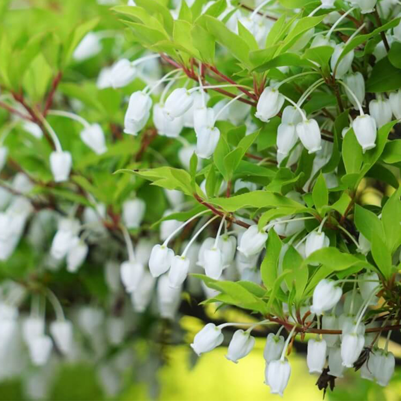 天狼日本吊钟庭院花园耐寒网红木本植物盆栽新手时令草本花卉