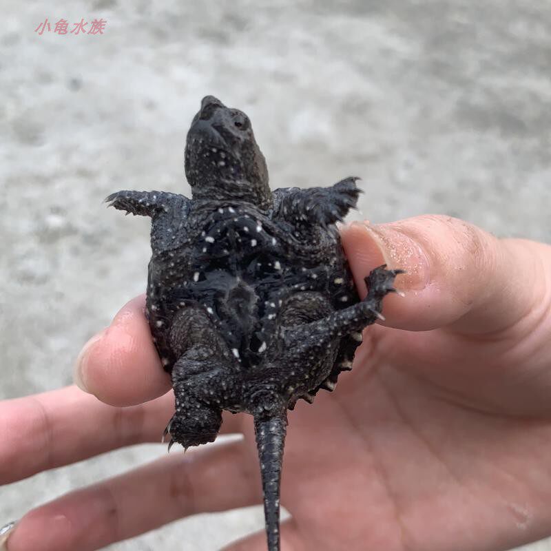 北美宠物冷水大鳄食肉凶猛小鳄王凶猛爆刺杂佛龟