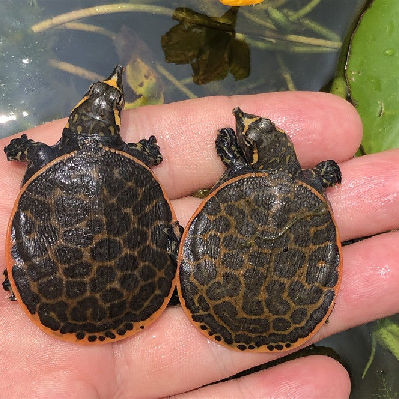 美国珍珠鳖活体乌龟活物观赏鳖甲鱼苗清道夫吃鱼屎深水龟鱼缸混养