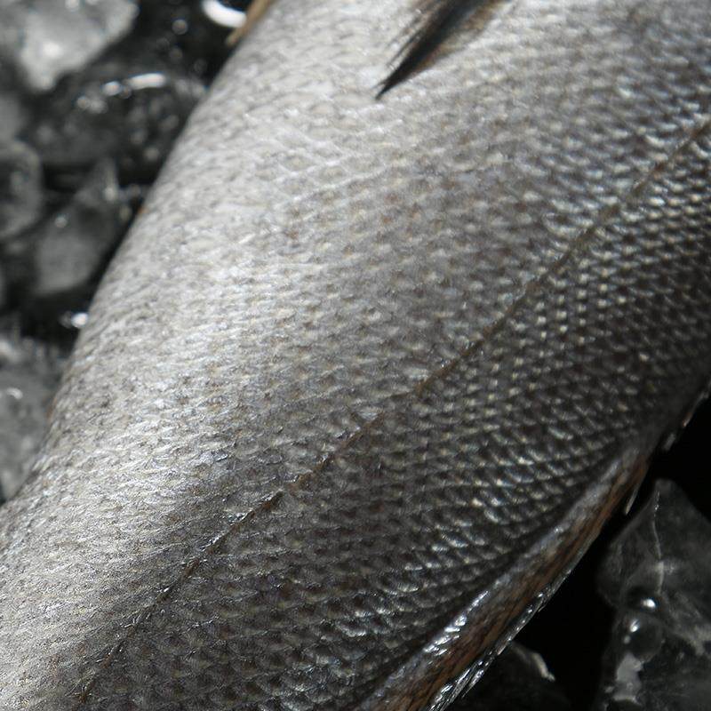 舟山本地新鲜大米米鱼深海野生大鮸鱼鳘鱼水其它