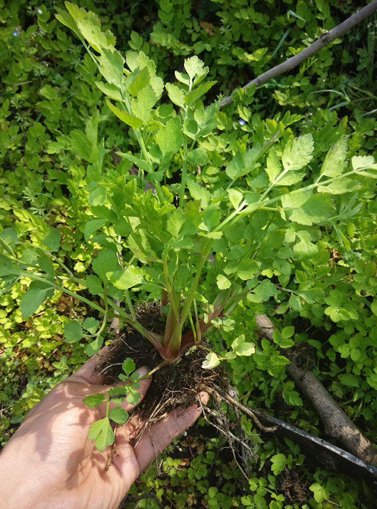 芹菜野生山种子野芹菜种籽蔬菜水种水芹多年生茴芹家庭园艺种子