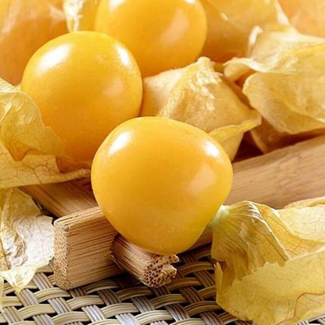 黄菇娘种子春夏夏秋阳台盆栽红灯笼水果果蔬菜籽家庭园艺种子