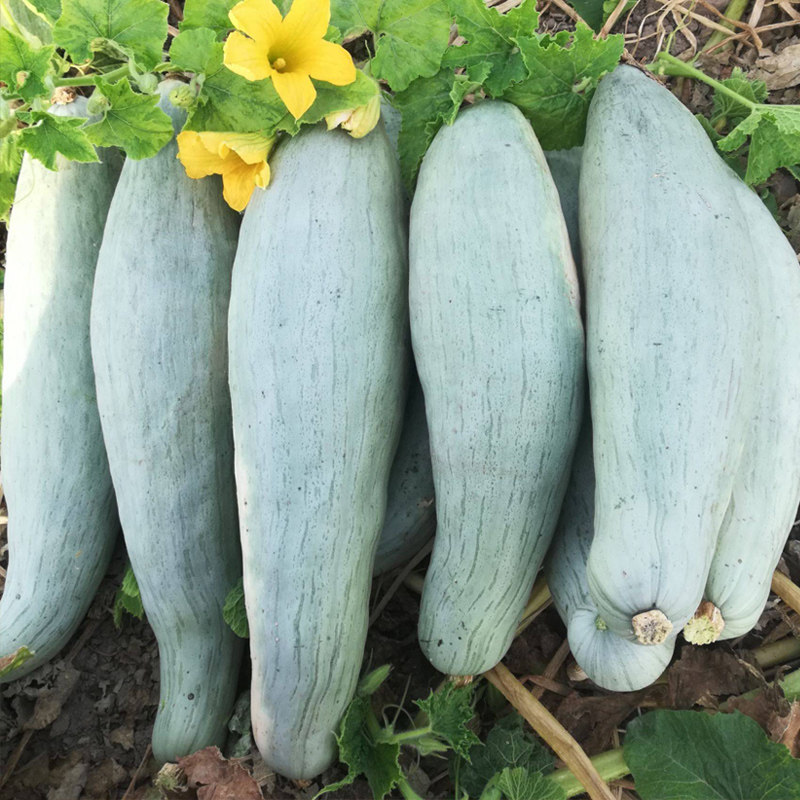 南瓜贵族种子橄榄粉糯日本甜栗新疆美人鱼礼品家庭园艺种子