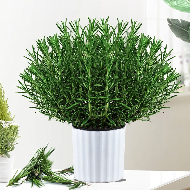 广东广州迷迭香盆栽可食用香草植物西餐香料牛排绿植