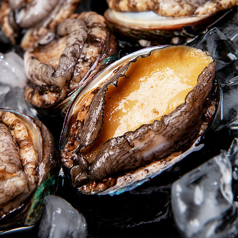 海鲜鲍鱼深海鲜活大个78头水产贝类新鲜包邮鲍鱼