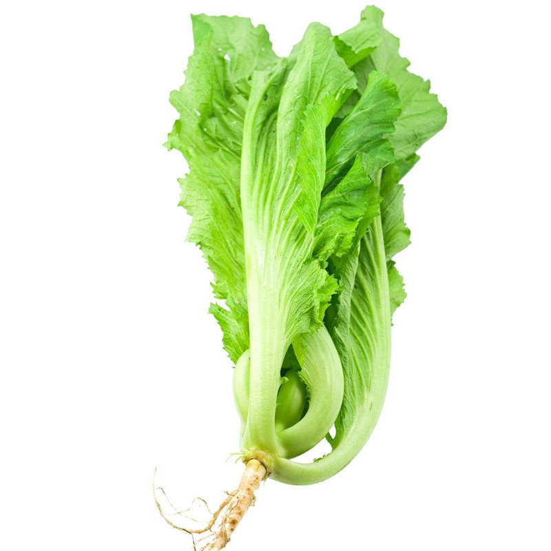 长耕高钙菜种籽水东鸡心芥菜种子广东东特速生家庭园艺种子