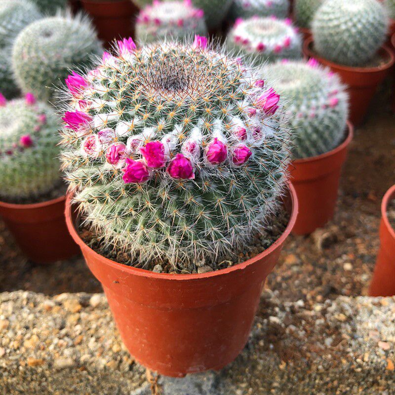 多肉球缘玉翁花开一圈植物实生仙人球乳突属多肉植物