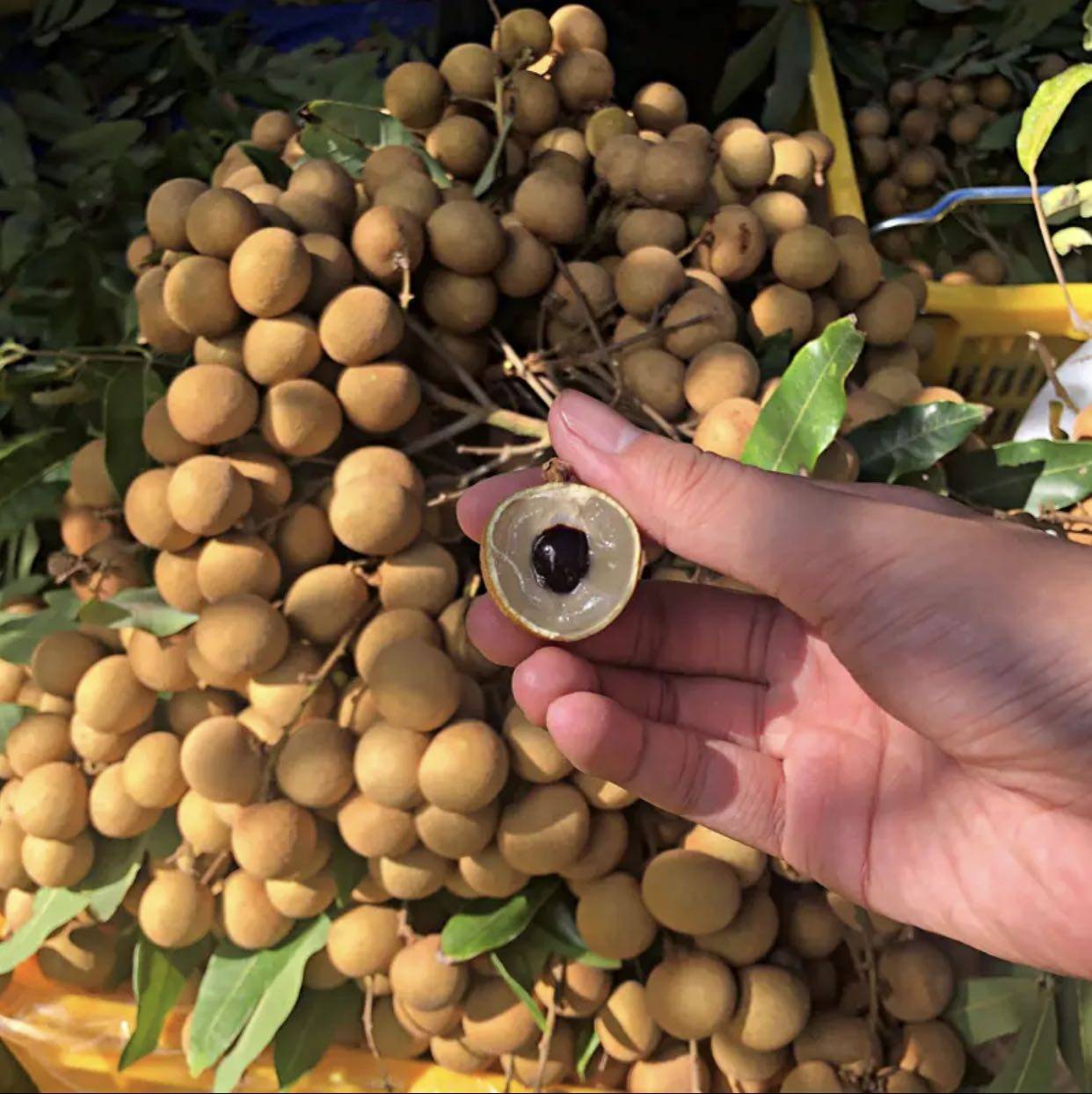 顺丰现货龙眼新鲜水果广东高州储良石硖鲜桂圆龙眼