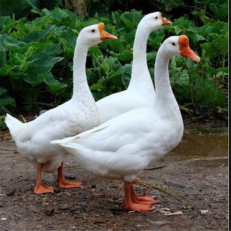 生鲜农家非老6-7斤特大白鹅养大冷冻新鲜活体鹅肉