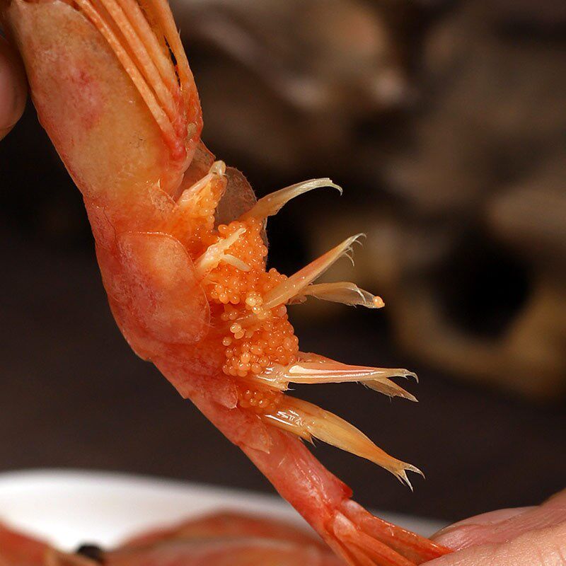 北极腹籽甜虾带籽虾即食刺身冰海鲜水产鲜活手机保护套