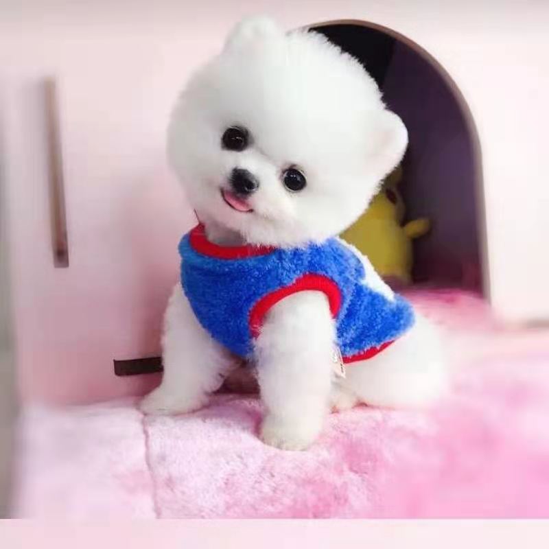 纯种博美犬幼犬活体长不大茶杯犬白色博美比熊俊介小型犬宠物狗狗