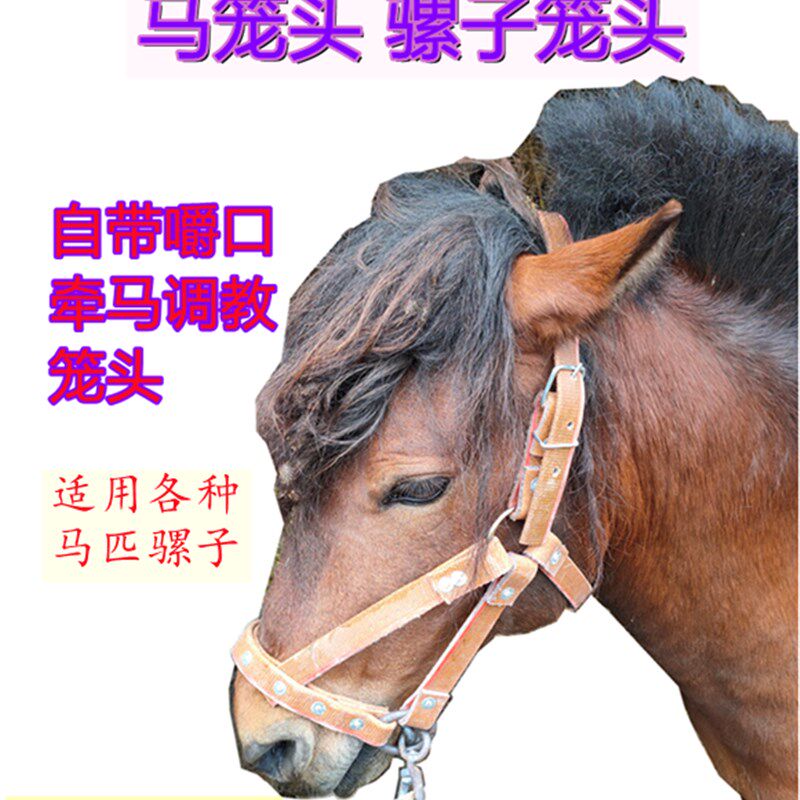马笼头龙套马术全套龙头马龙头调教牵马乐马自带牵马