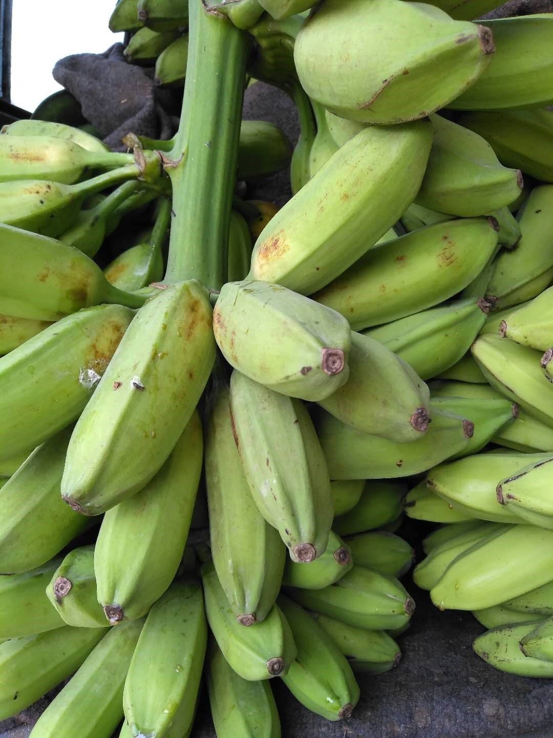 芭蕉牛角广西新鲜香蕉酸甜牛蕉巴蕉非粉手机保护套