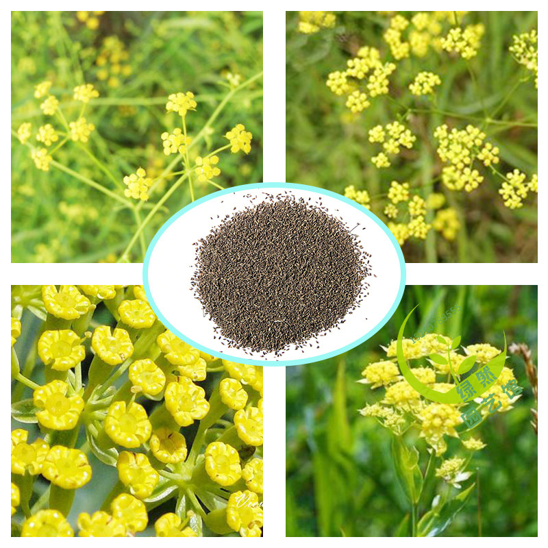 柴胡种子优质中药材地熏山菜菇草柴草家庭园艺种子