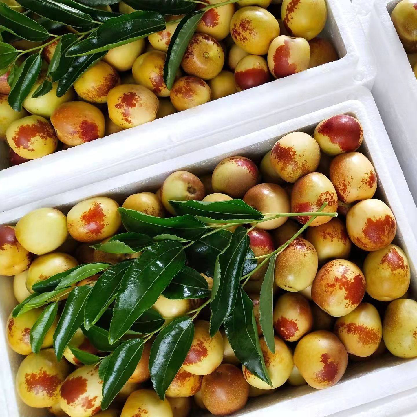 冬枣陕西大荔当季脆甜多汁新鲜果子孕妇水果枣