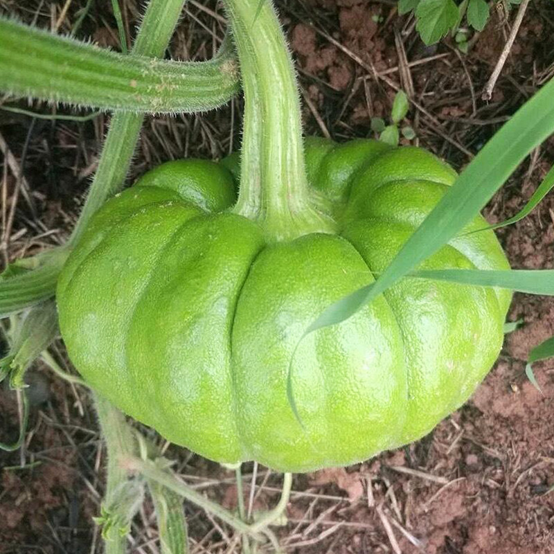 云南菜种蔬菜菜瓜小南瓜爬藤庭院七叶姜柄瓜夏秋季家庭园艺种子