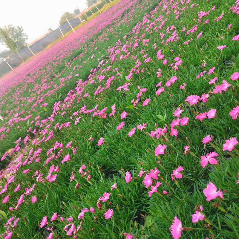 草坪石竹种子花籽花苗带花盆栽地被植物庭院家庭园艺