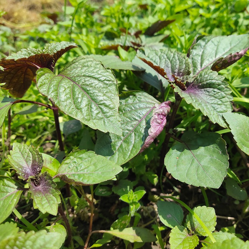 紫苏叶野生苏子叶子叶农家新鲜去腥食用香料紫苏绿植